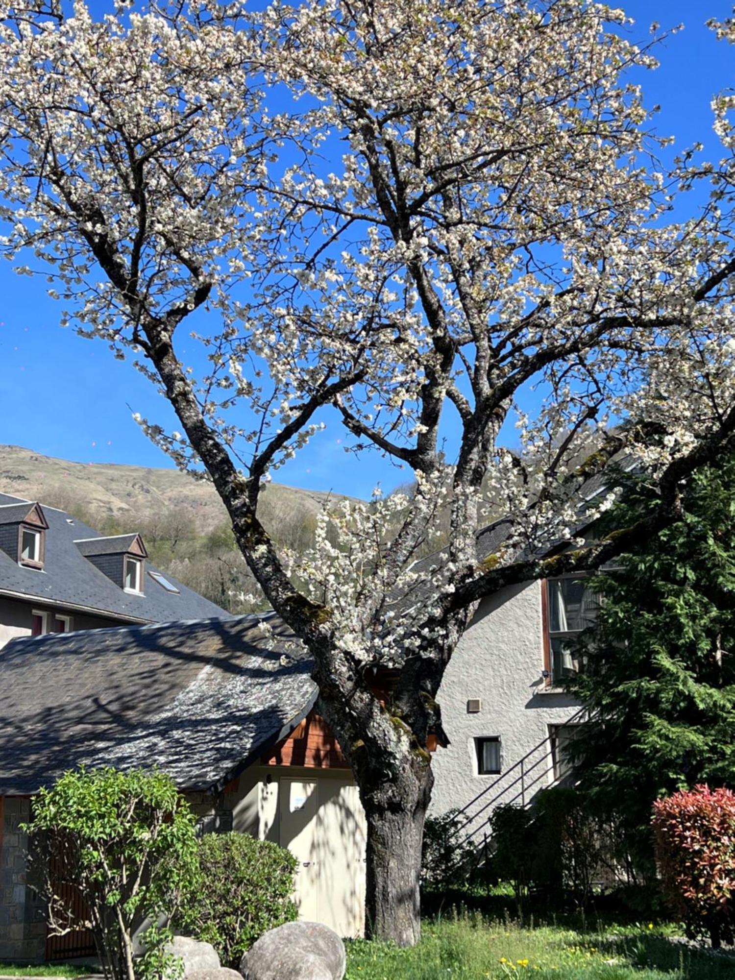 Apparts Au Coeur De St-Lary - Piscine Chauffee Et Sauna Saint-Lary-Soulan Exterior foto